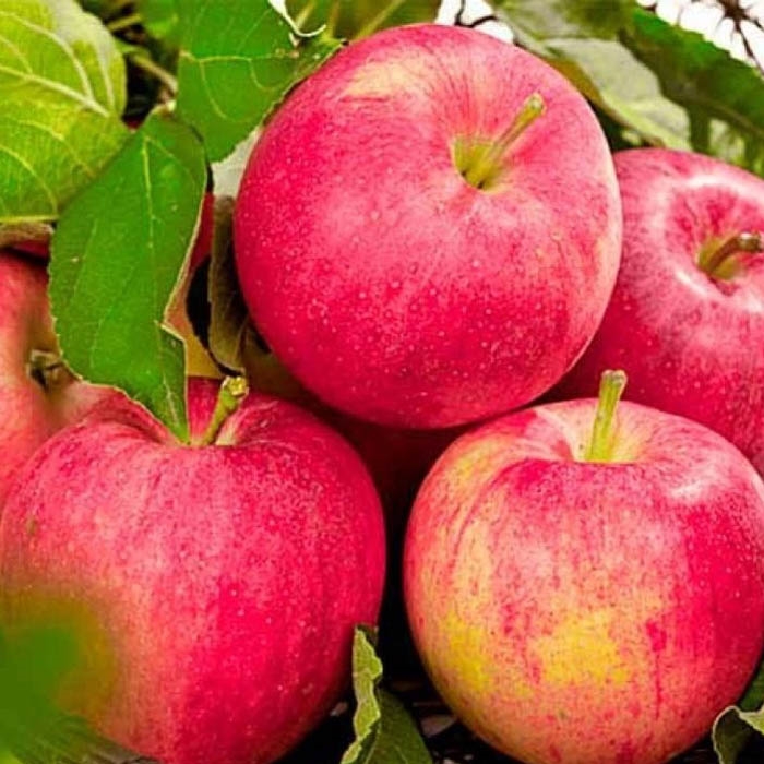 Выращивание яблони Аркадик