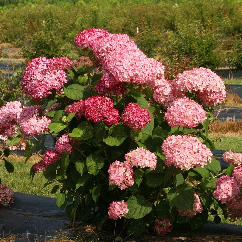 Гортензия садовая — сказочное украшение приусадебного участка (66 фото)