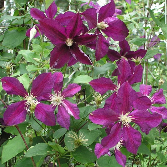 Клематис Восток - уникальное растение с яркими цветами и прекрасным ароматом. Изучаем особенности выращивания, характеристики сорта, агротехнику и отзывы садоводов Клематис Восток: особенности, характеристики, агротехника, отзывы