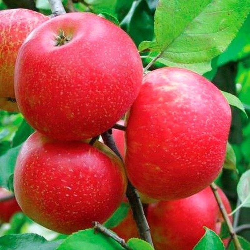 сорт яблок хани