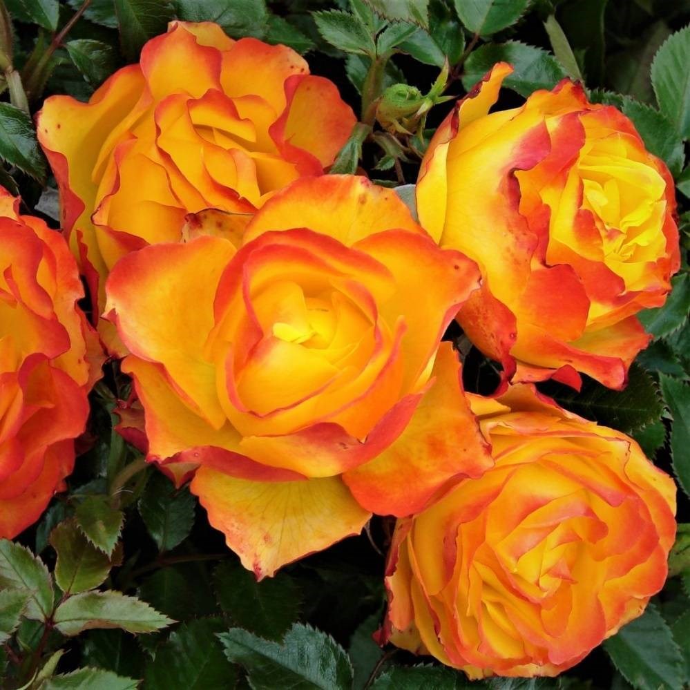 Роза Текила: особенности и характеристика сорта, правила посадки, выращивания и ухода, отзывы