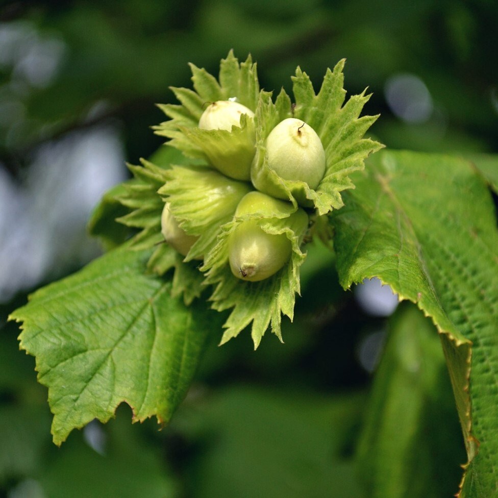 Зеленые молодые листья орешника (Лещина обыкновенная, Corylus avellana). Контровый свет