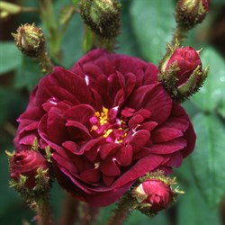 Роза центифольная Нуи де Янг - фото 5208