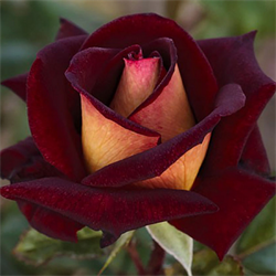Роза чайно-гибридная Эдди Митчелл - фото 5227