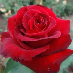 Роза чайно-гибридная Гранд Гала - фото 5235
