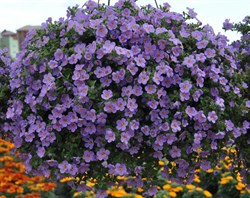 Бакопа Scopia Gulliver Violet черенки - фото 6196