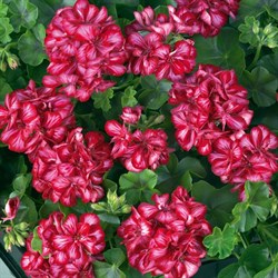 Пеларгония плющелистная (Герань) Toscana Medio Lollipop Mariska dark red черенки - фото 6632