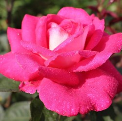 Роза чайно-гибридная Акапелла - фото 6649