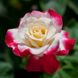 Роза чайно-гибридная Дабл Делайт - фото 6661