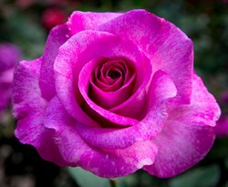 Роза чайно-гибридная Мелоди Парфюм/Виолет Парфюм - фото 6676