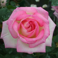 Роза чайно-гибридная Принцесса Монако - фото 6688