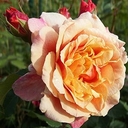 Роза грандифлора Карамелла - фото 6724
