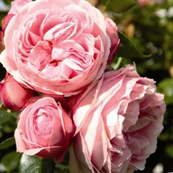 Роза грандифлора Джардина - фото 6730