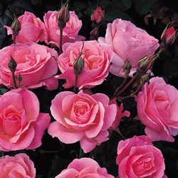 Роза грандифлора Куин Элизабет - фото 6736