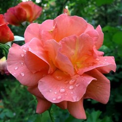 Роза грандифлора Вестерленд - фото 6740
