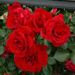 Роза плетистая Симпатия - фото 7008