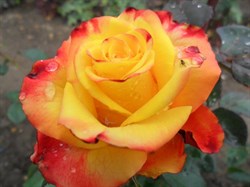 Роза чайно-гибридная Пикадилли - фото 7020