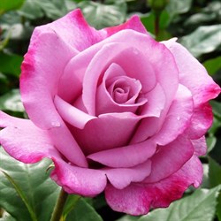 Роза чайно-гибридная Муди Блюз - фото 7027