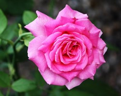 Роза чайно-гибридная Дуфтрауш - фото 7035