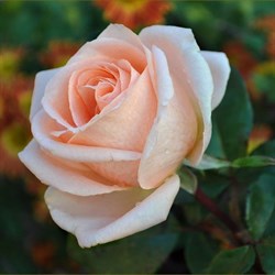 Роза чайно-гибридная Осиана - фото 7051