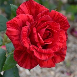Роза чайно-гибридная Ред Интуишн - фото 7067