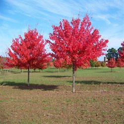 Клен красный Autumn Radiance - фото 7125