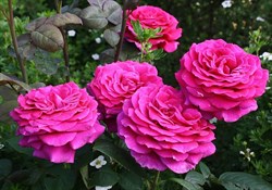 Роза чайно-гибридная Биг Перпл - фото 7486
