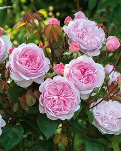 Роза кустовая Оливия Роуз Д.Остин - фото 7501