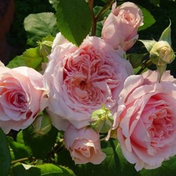 Роза кустовая Поль Бокюз - фото 7509
