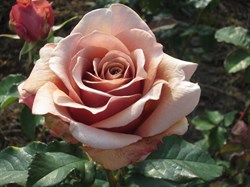 Роза флорибунда Мокароза - фото 7510