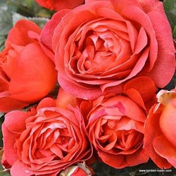 Роза флорибунда Тедди Фрилендер - фото 7513