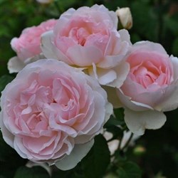 Роза кустовая Шарифа Асма Д.Остин - фото 7538