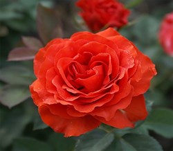 Роза чайно-гибридная Эль Торо - фото 7551
