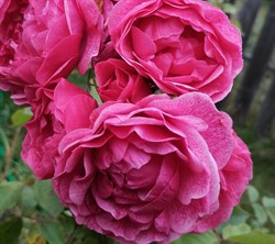 Роза кустовая Морден Руби - фото 7569