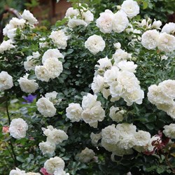 Роза почвопокровная Вайт Мейдиланд - фото 7579