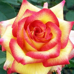 Роза чайно-гибридная Амбианс - фото 7587