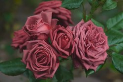 Роза флорибунда Жозелин - фото 7623