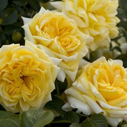 Роза почвопокровная Надя Мейландекор - фото 7628