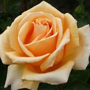 Роза чайно-гибридная Валенсия