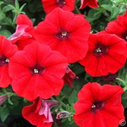 Петуния каскадная Red в горшке Петуния каскадная Red в горшке