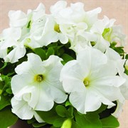 Петуния каскадная Hint of Lime в горшке Петуния каскадная Hint of Lime в горшке