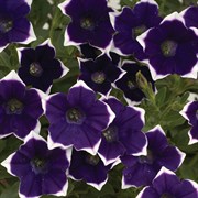 Петуния каскадная Rim Violet в горшке Петуния каскадная Rim Violet в горшке