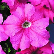 Петуния ампельная Ray Baroque Pink в горшке Петуния ампельная Ray Baroque Pink в горшке