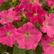 Петуния ампельная Ray Candy Pink в горшке Петуния ампельная Ray Candy Pink в горшке