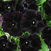 Петуния ампельная Ray Black в горшке Петуния ампельная Ray Black в горшке