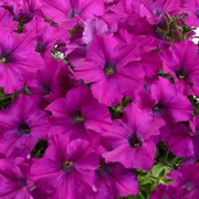 Петуния ампельная Ray Purple в горшке Петуния ампельная Ray Purple в горшке