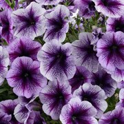 Петуния ампельная Ray Purple Vein в горшке Петуния ампельная Ray Purple Vein в горшке