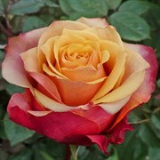 Роза чайно-гибридная Черри Бренди