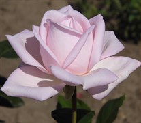 Роза чайно-гибридная Мархенкониген