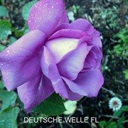 Роза флорибунда Дойче Велле